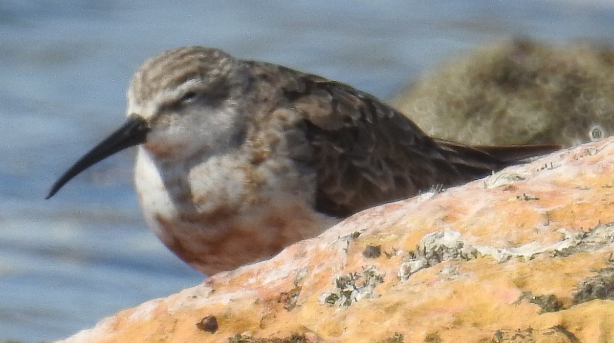 Curlew Sandpiper - ML112044371