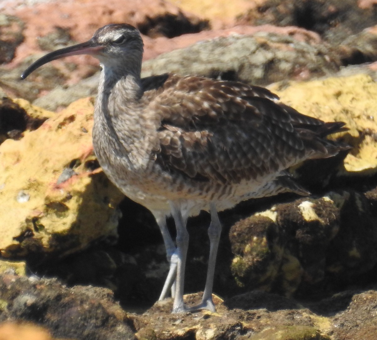 Whimbrel - Colin Trainor