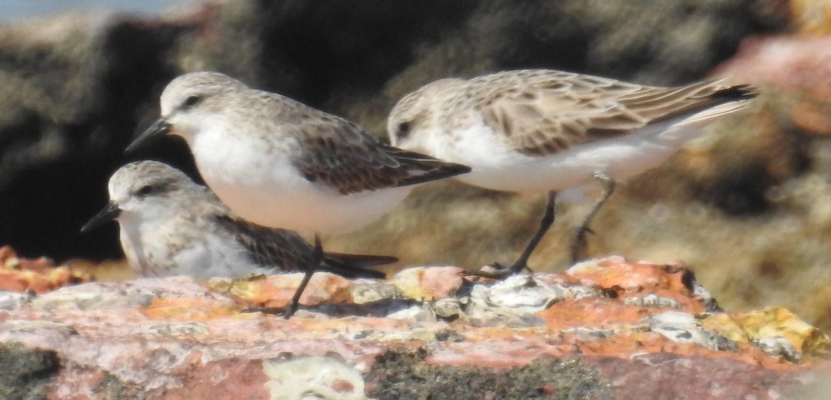 Red-necked Stint - Colin Trainor