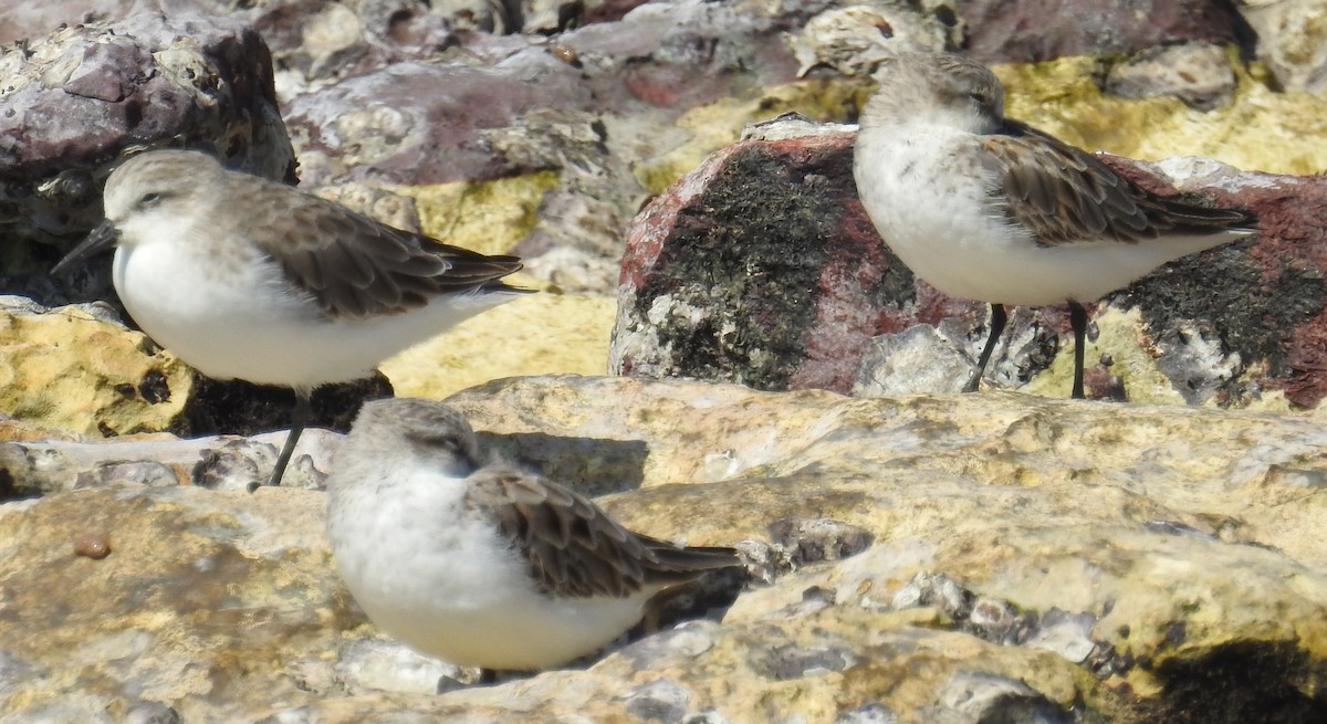 Red-necked Stint - Colin Trainor