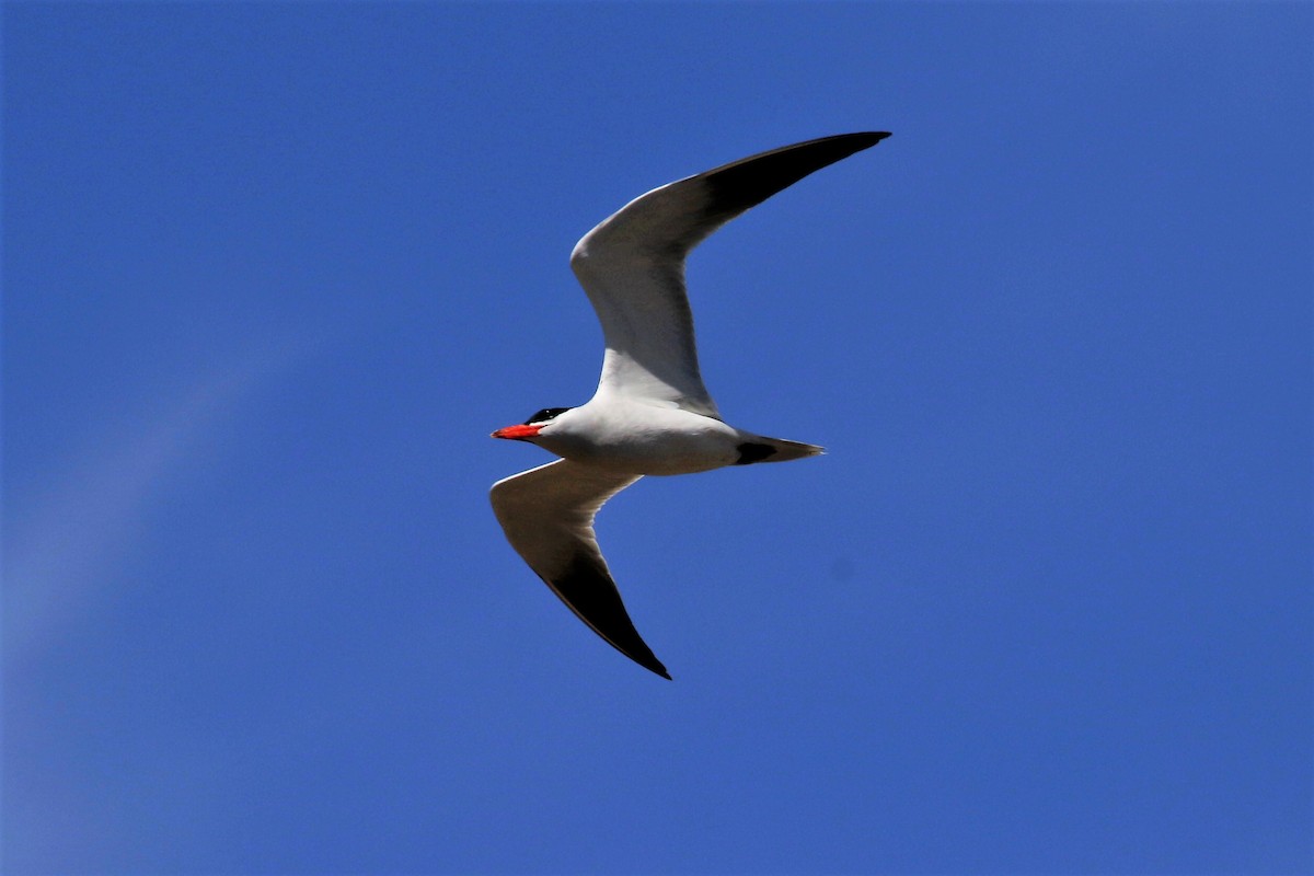 Caspian Tern - ML112045181