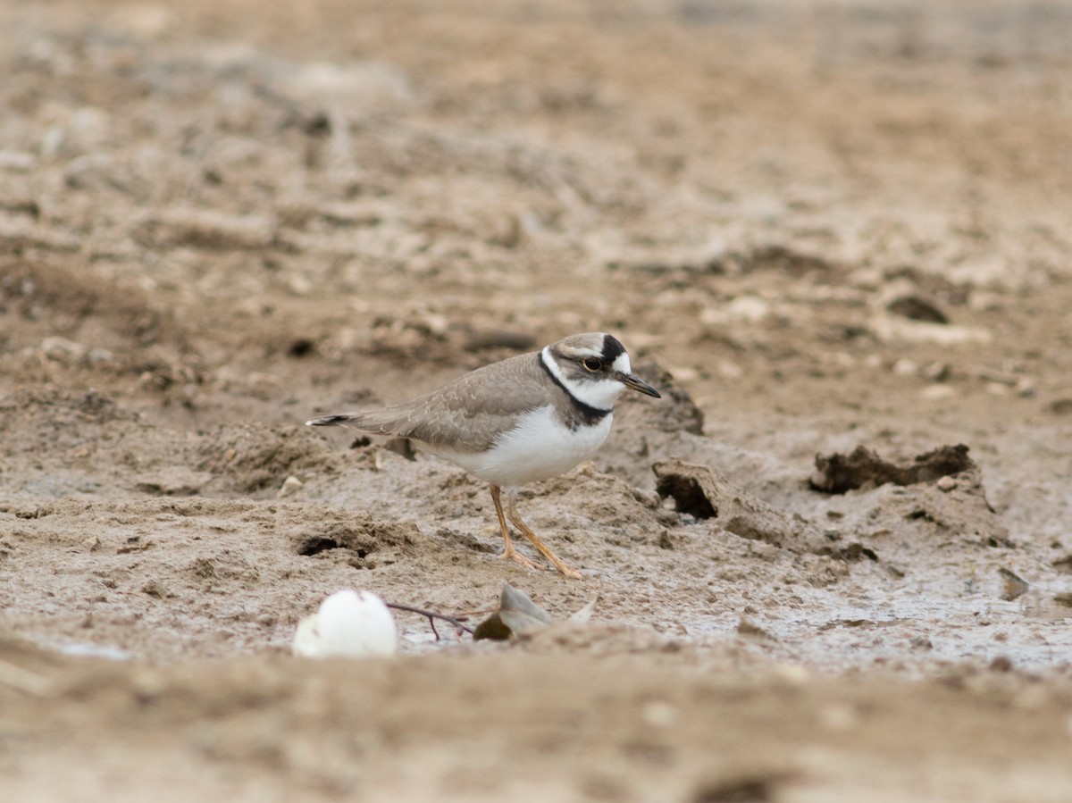 Long-billed Plover - ML112045431