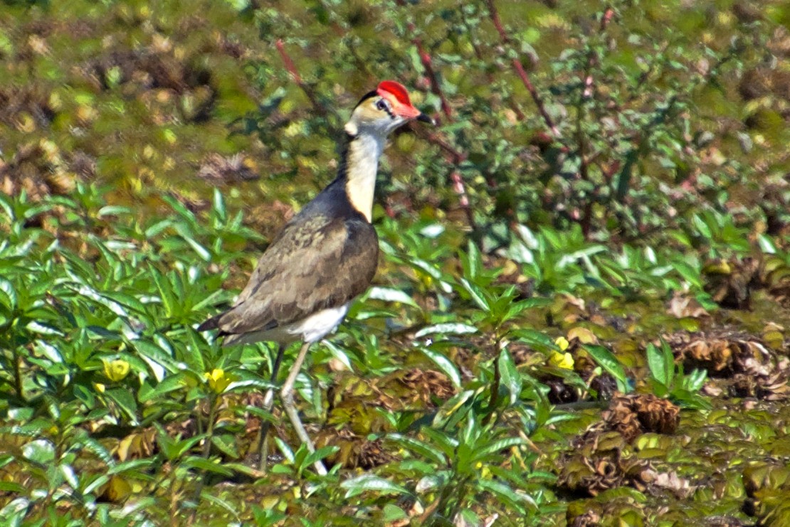 Comb-crested Jacana - ML112045981