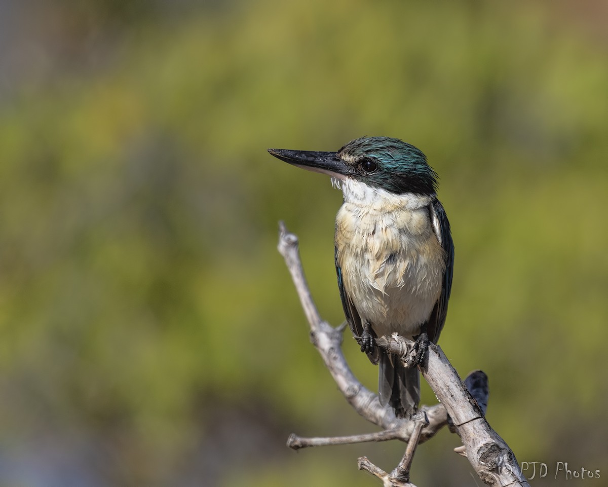 Sacred Kingfisher - ML112046021