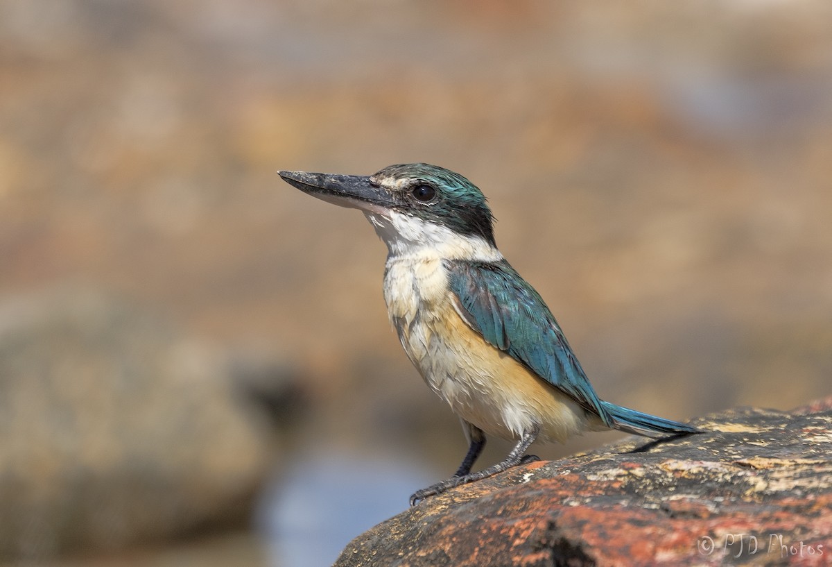 Sacred Kingfisher - ML112046031