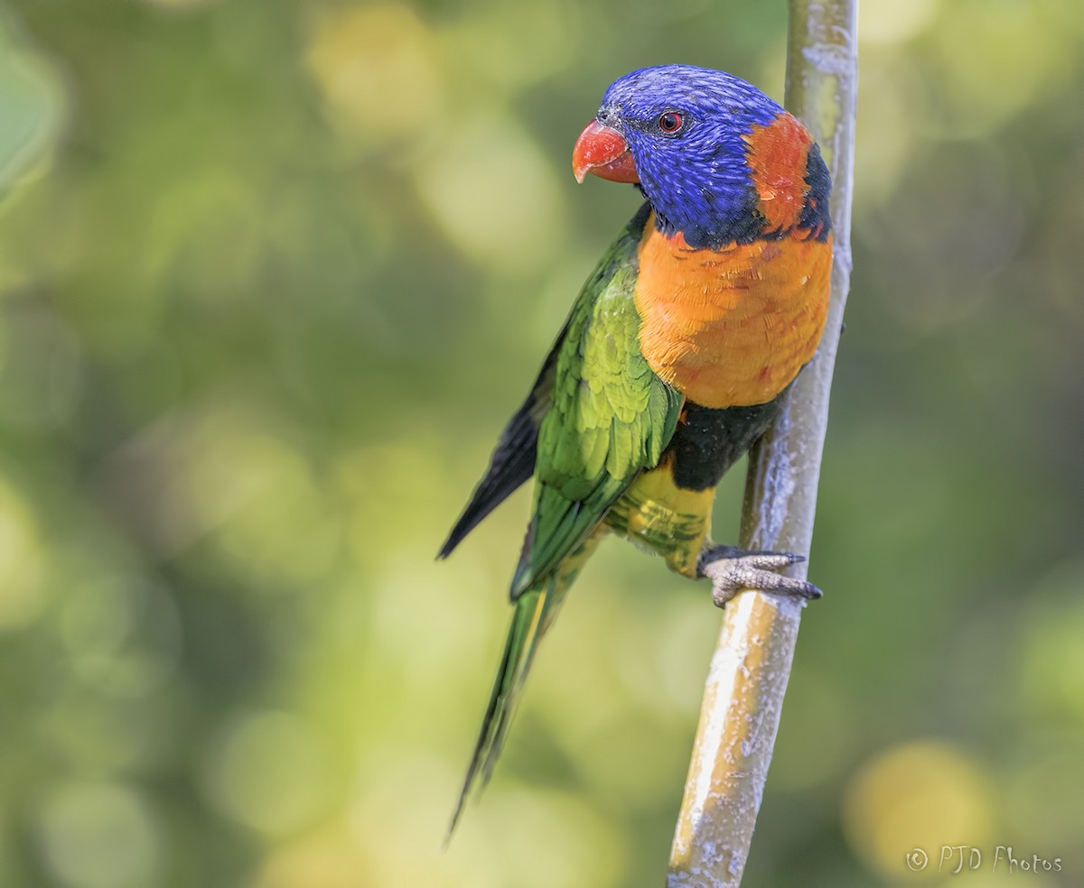 Red-collared Lorikeet - ML112046041