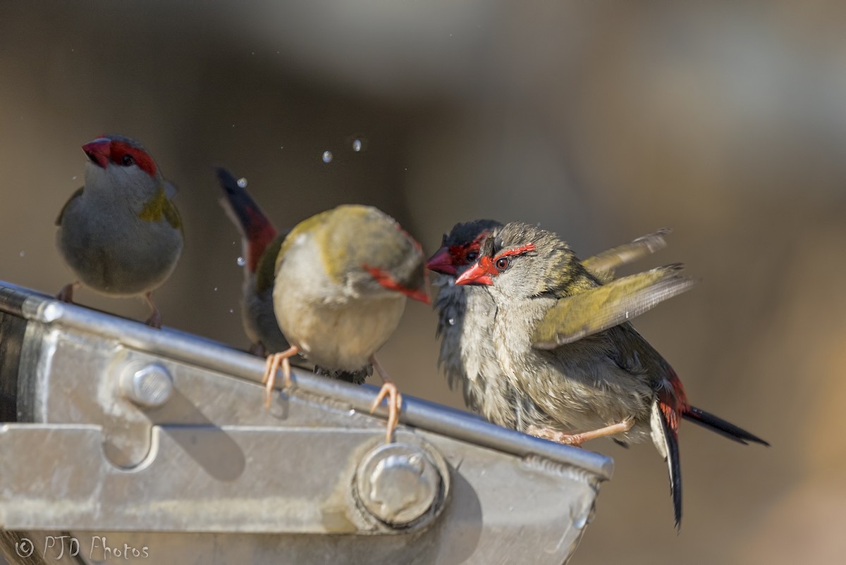 Red-browed Firetail - ML112047091