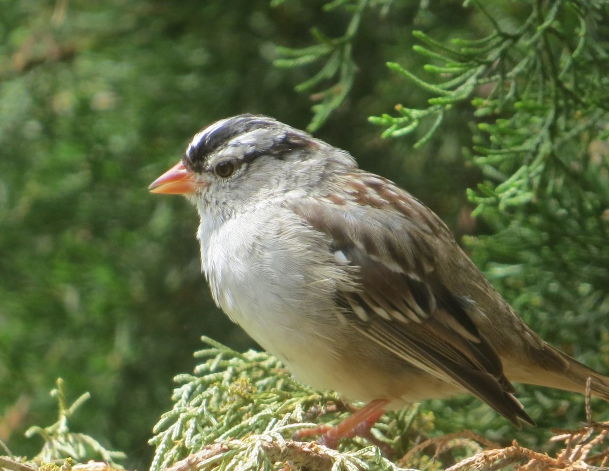 White-crowned Sparrow - ML112047251