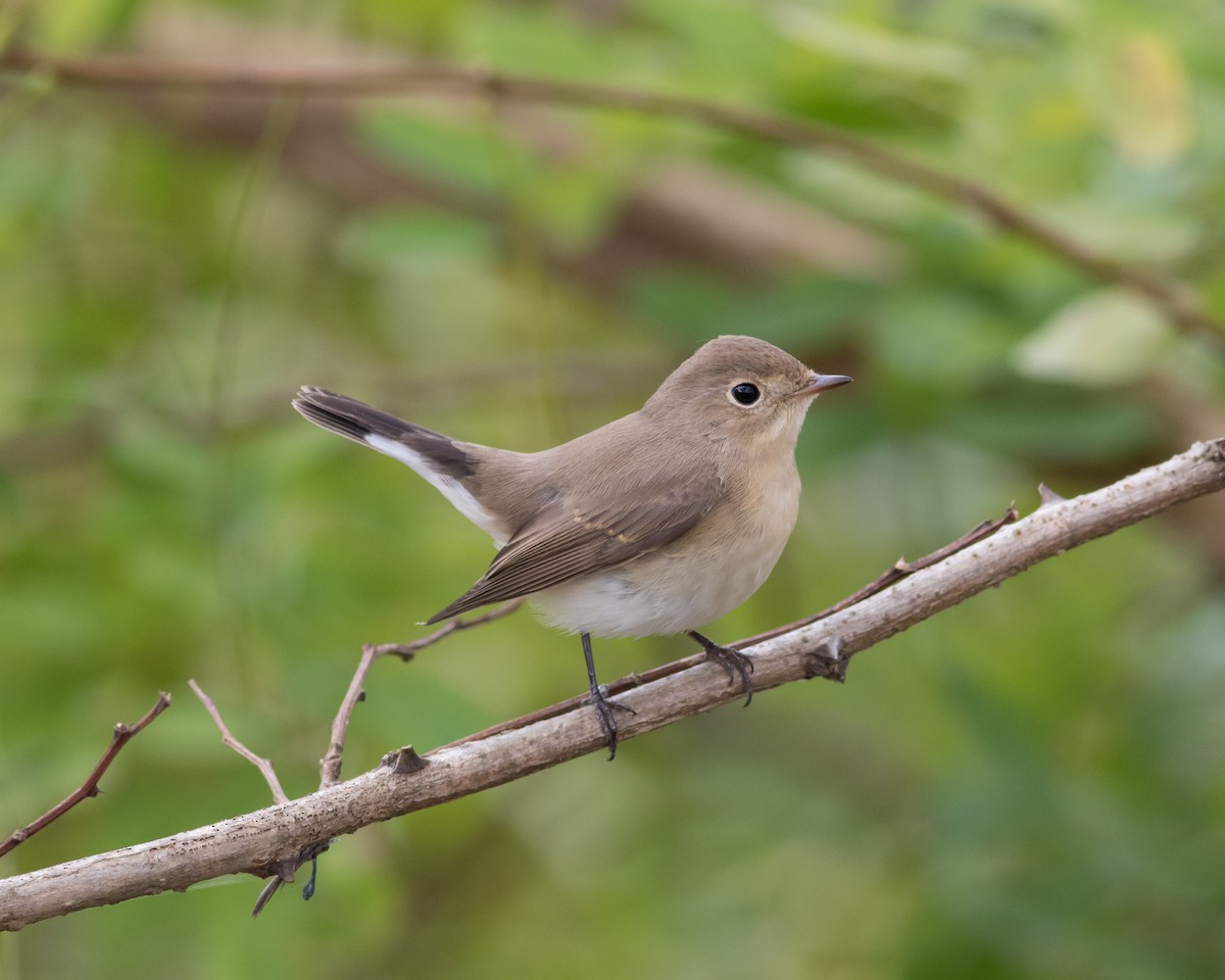 Red-breasted Flycatcher - ML112047441