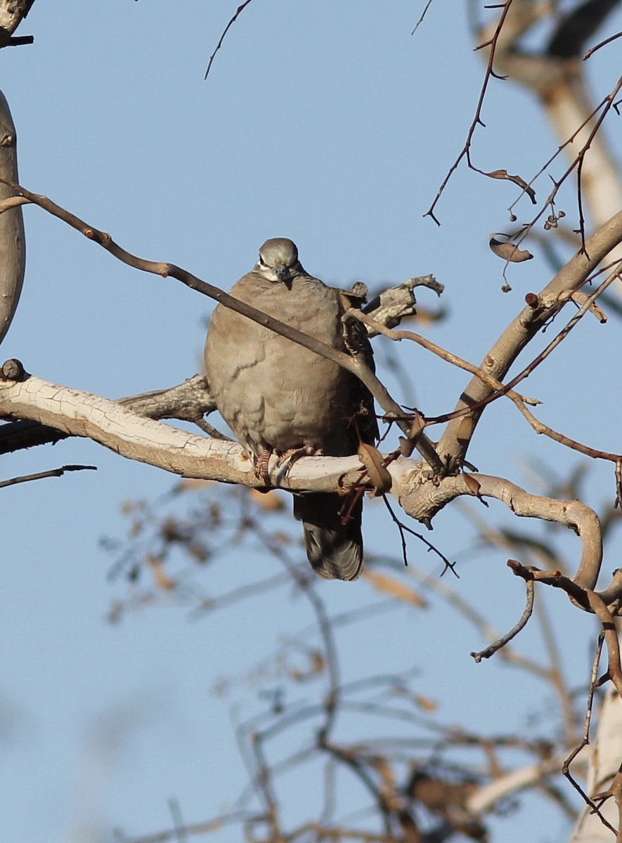 Common Bronzewing - ML112047591