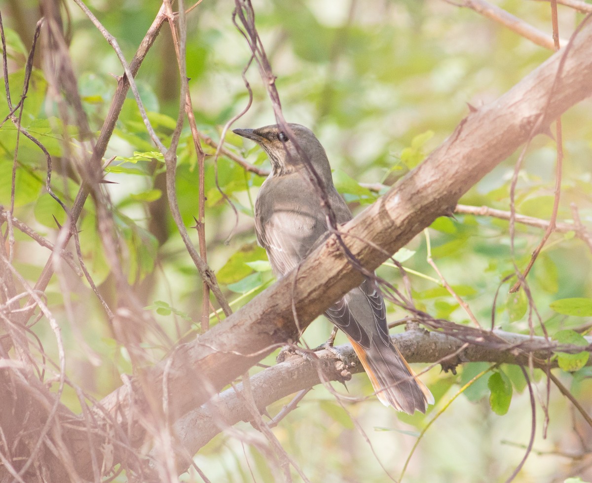 Red-throated Thrush - Fan Jun