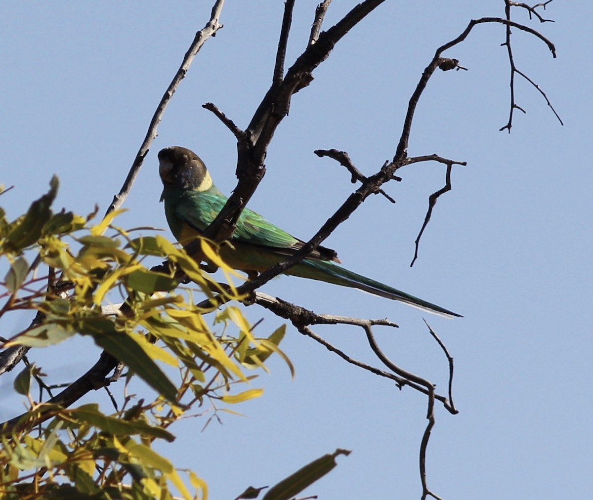 Australian Ringneck (Port Lincoln) - ML112047671