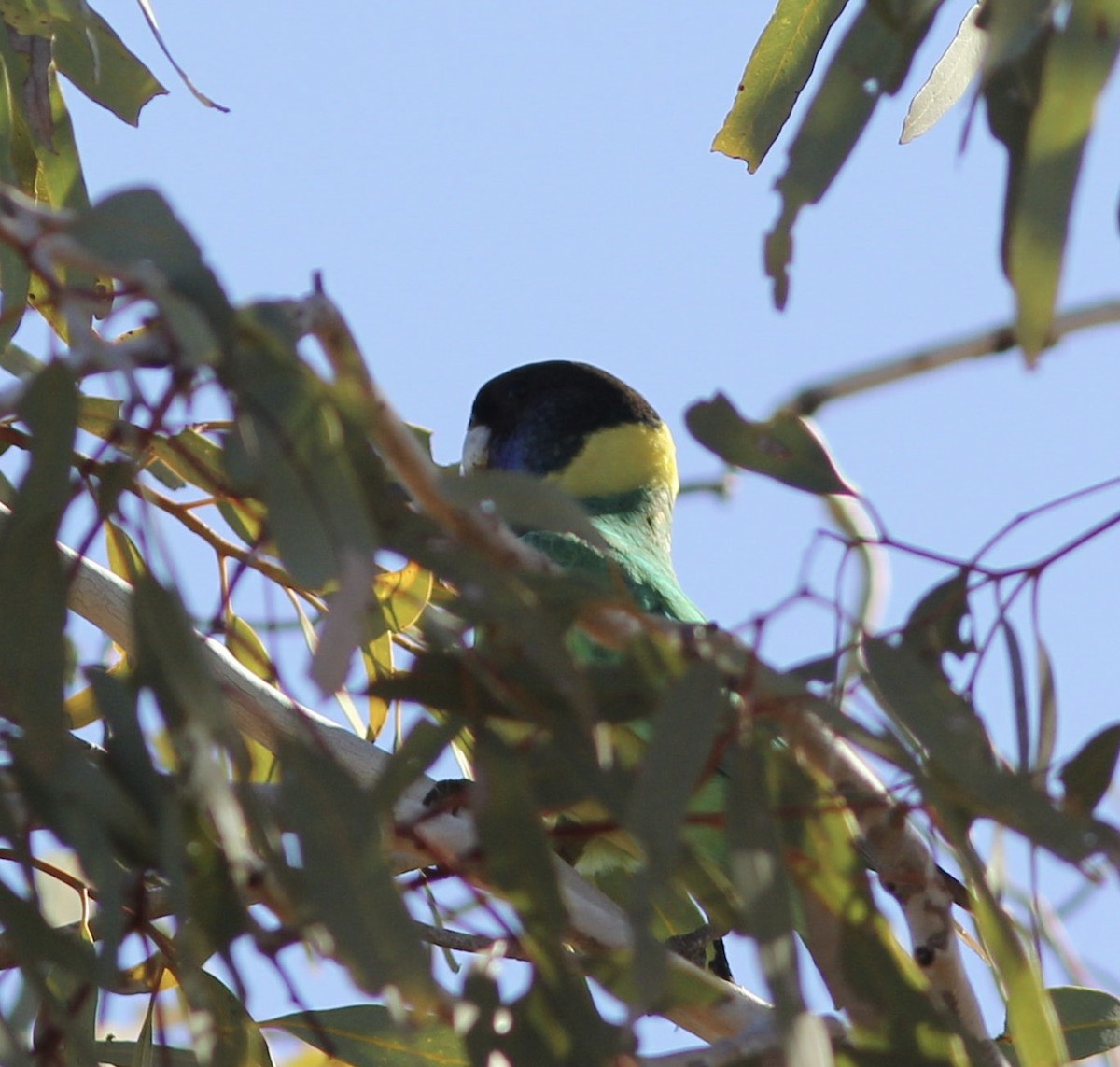 Perico de Port Lincoln (zonarius) - ML112048041