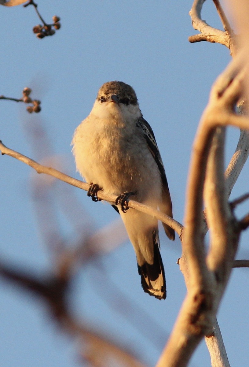 White-winged Triller - Richard and Margaret Alcorn