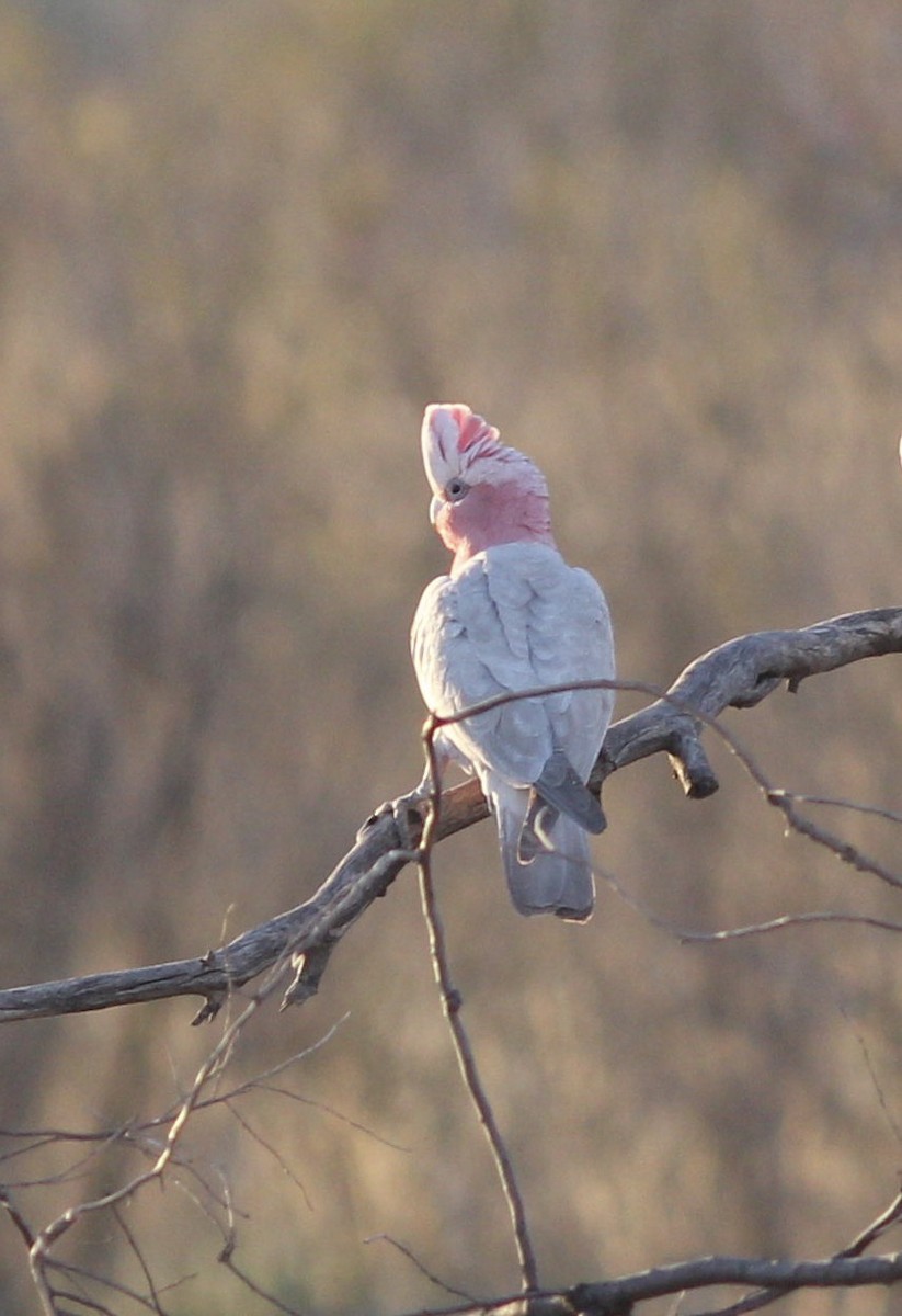 Galah - ML112048181