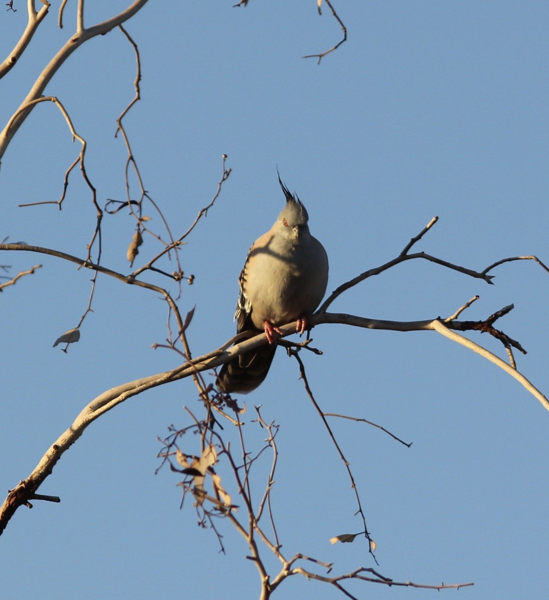 Crested Pigeon - ML112048221