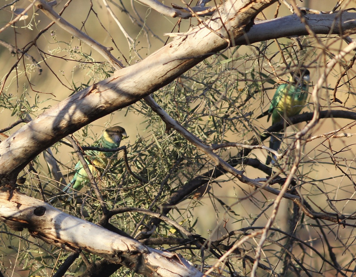 Australian Ringneck (Port Lincoln) - ML112048411