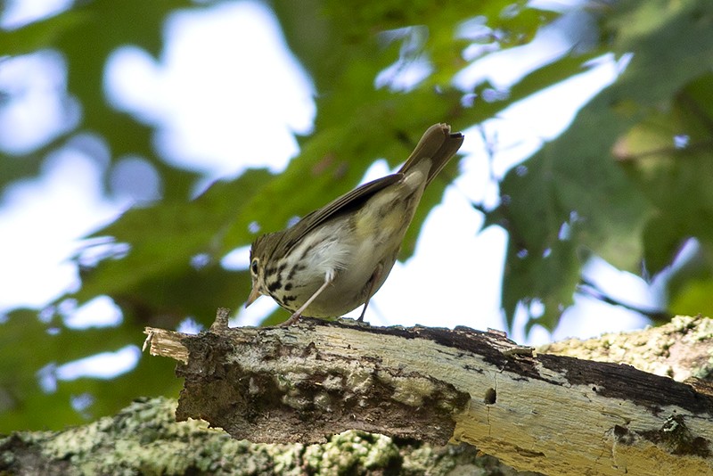 Ovenbird - Martin Wall