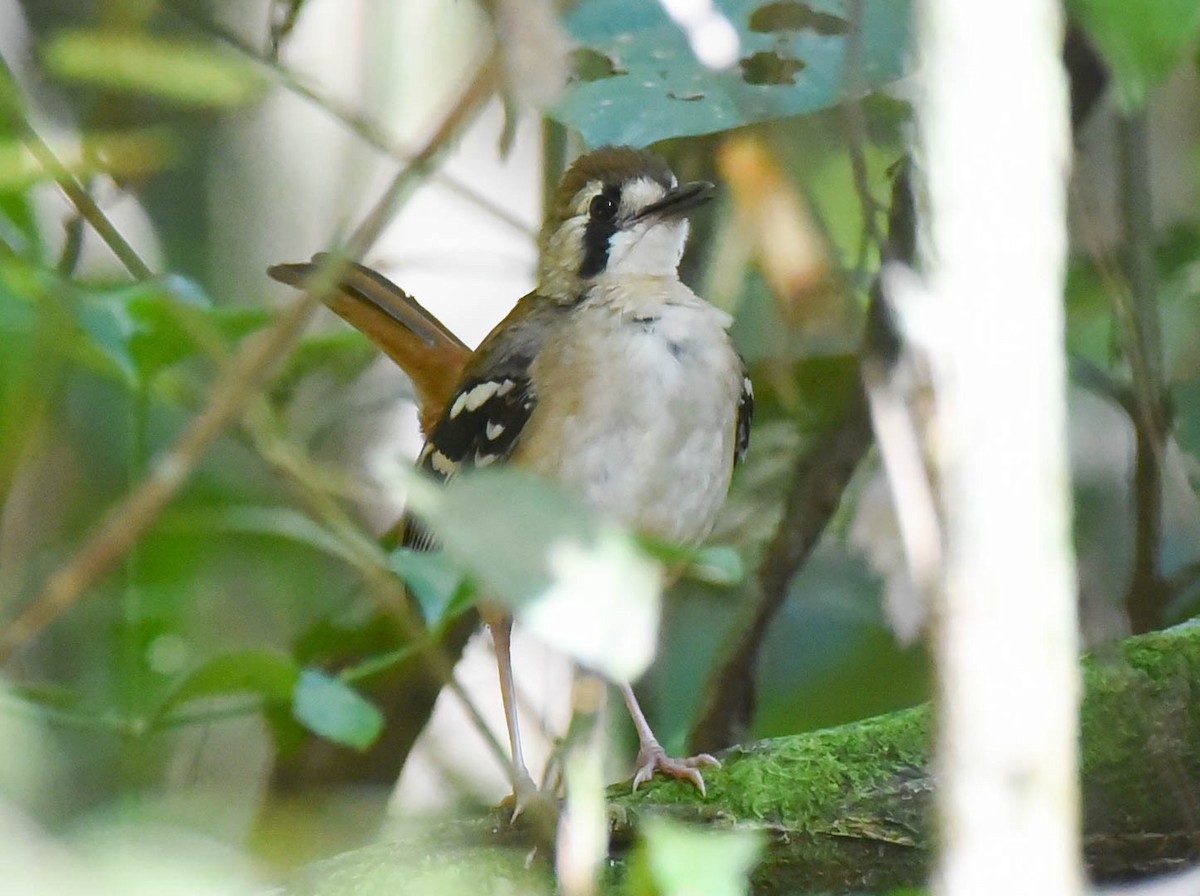 Northern Scrub-Robin - ML112049371