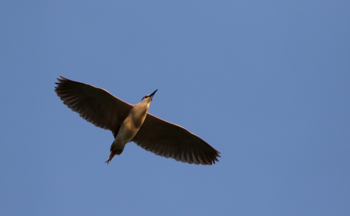 Nachtreiher (nycticorax) - ML112049501