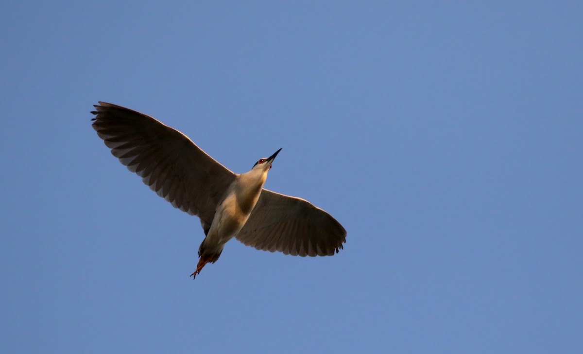 Nachtreiher (nycticorax) - ML112049511