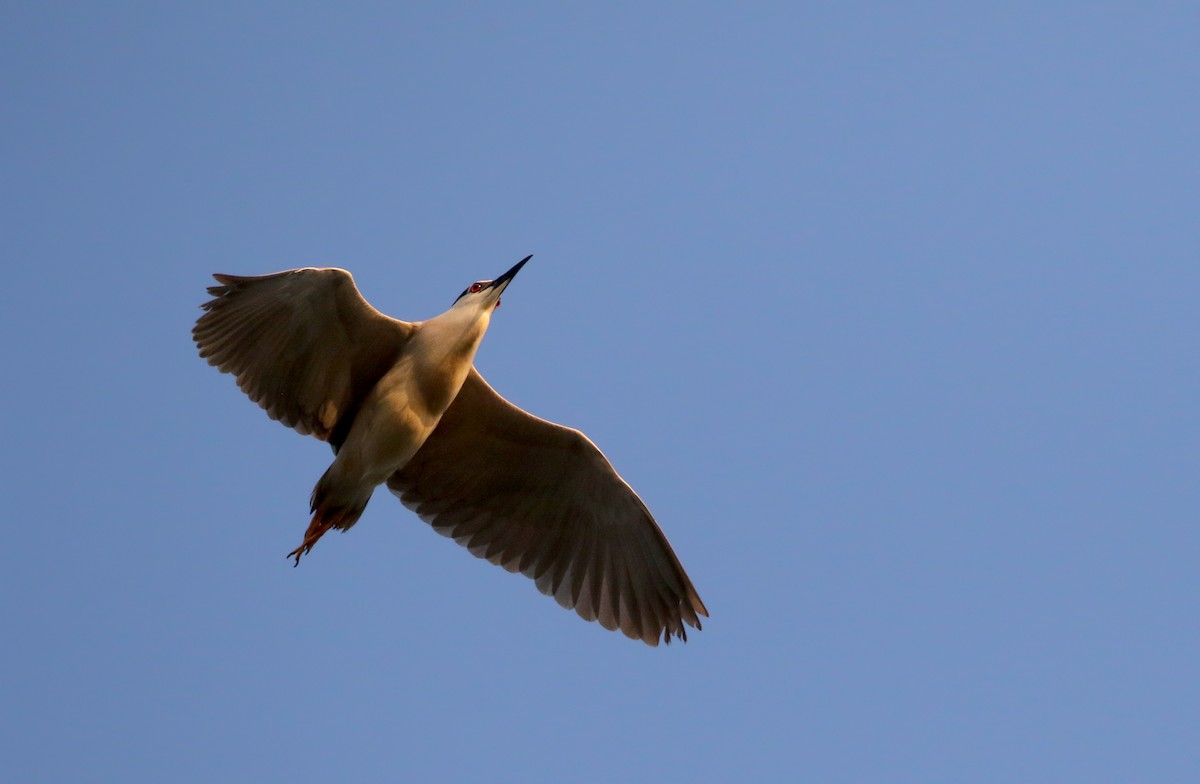 Nachtreiher (nycticorax) - ML112049521