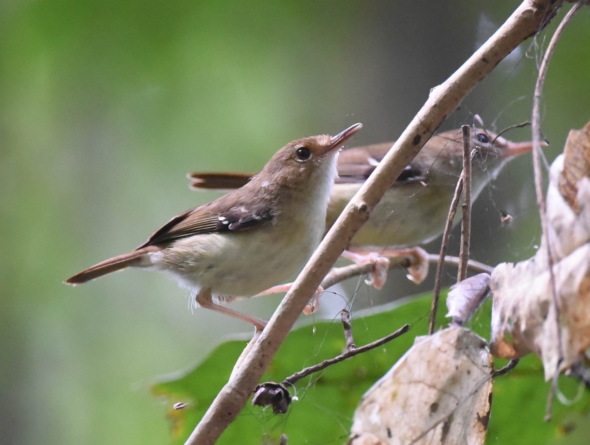 Tropical Scrubwren - Greg McKay