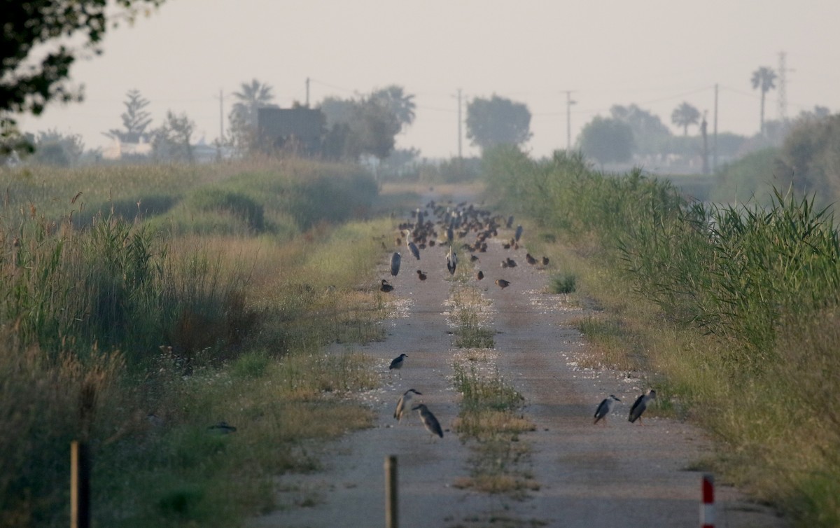 Nachtreiher (nycticorax) - ML112049971