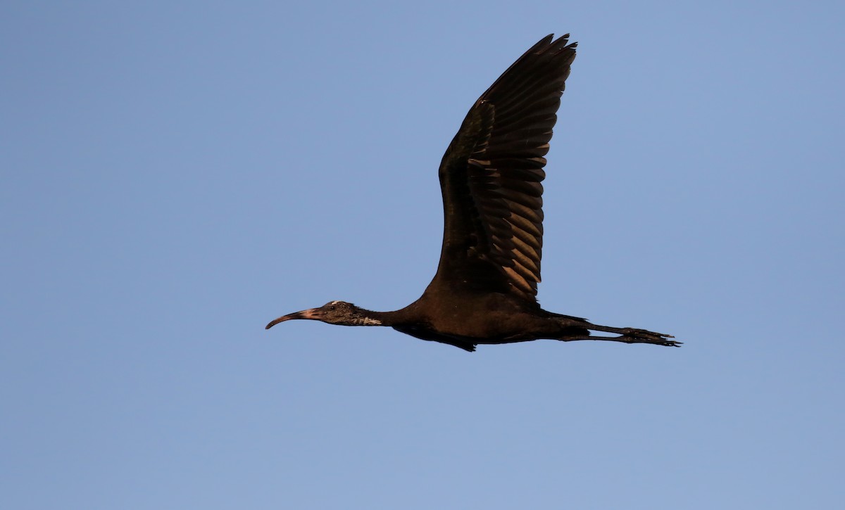 Glossy Ibis - Jay McGowan