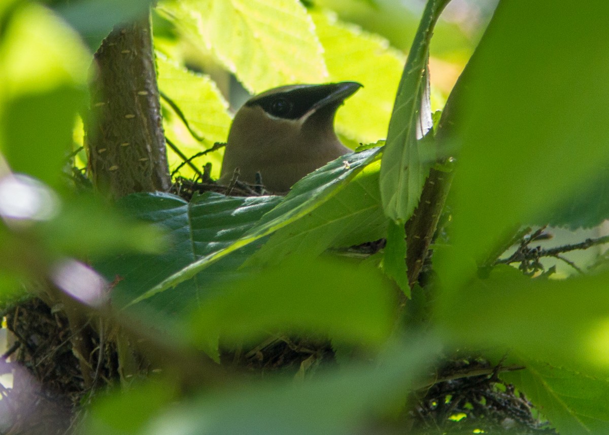 Cedar Waxwing - ML112050631