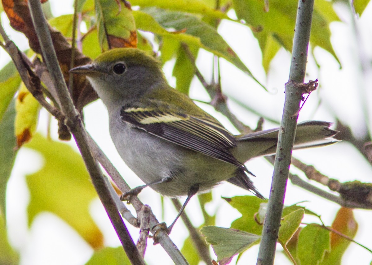 Chestnut-sided Warbler - ML112051151