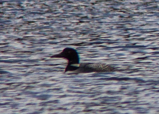 Common Loon - Marc Boisvert