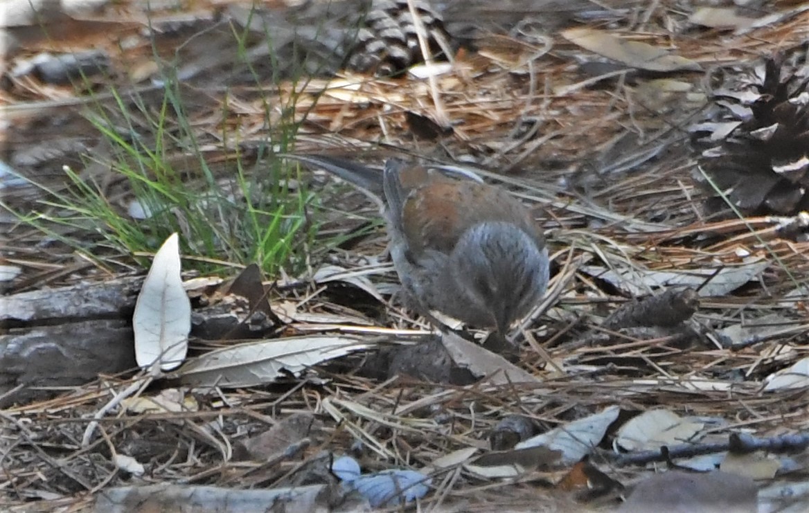 Yellow-eyed Junco - ML112052751