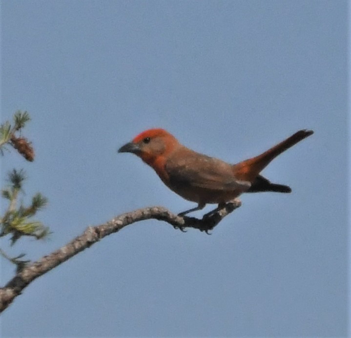 Hepatic Tanager - Neil Wingert