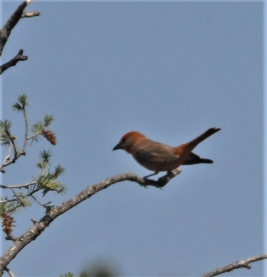 Hepatic Tanager - Neil Wingert