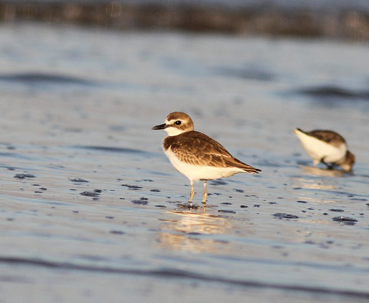 Tibetan Sand-Plover - ML112053511