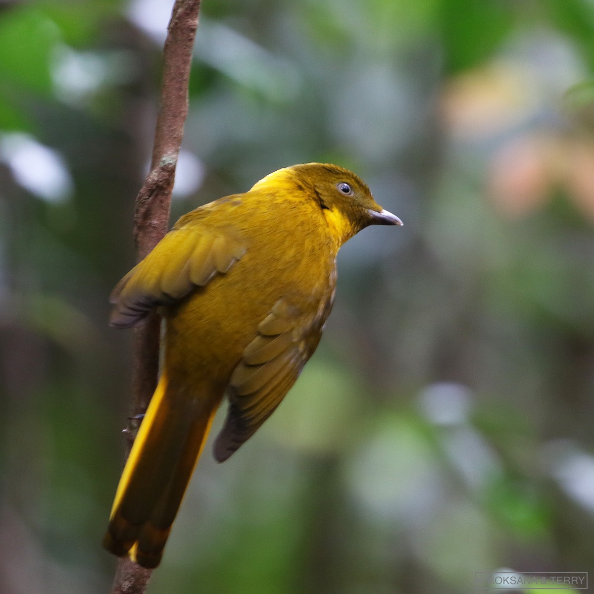 Golden Bowerbird - Roksana and Terry