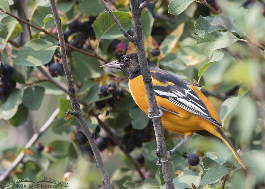 Baltimore Oriole - ML112054341