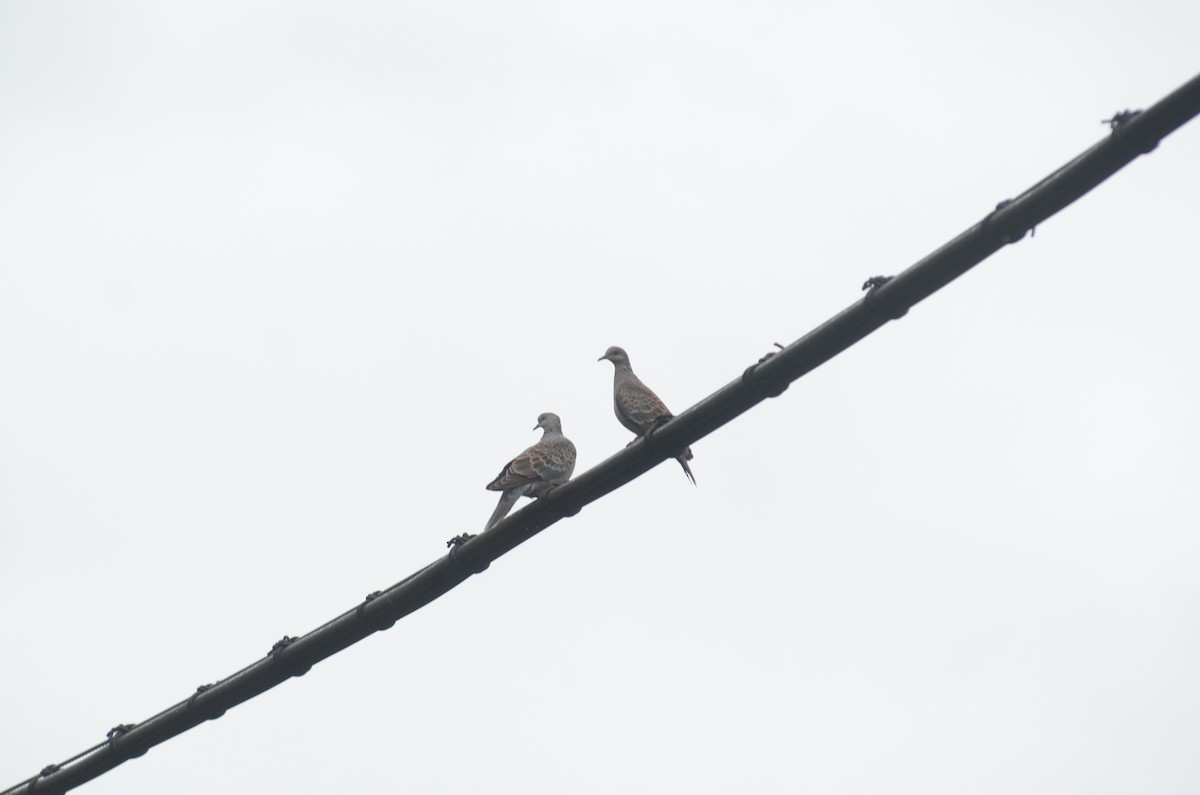 Oriental Turtle-Dove - Shih-Chun Huang
