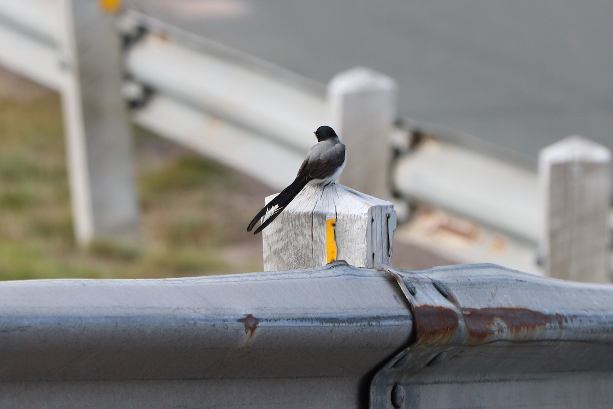 Fork-tailed Flycatcher - ML112055381