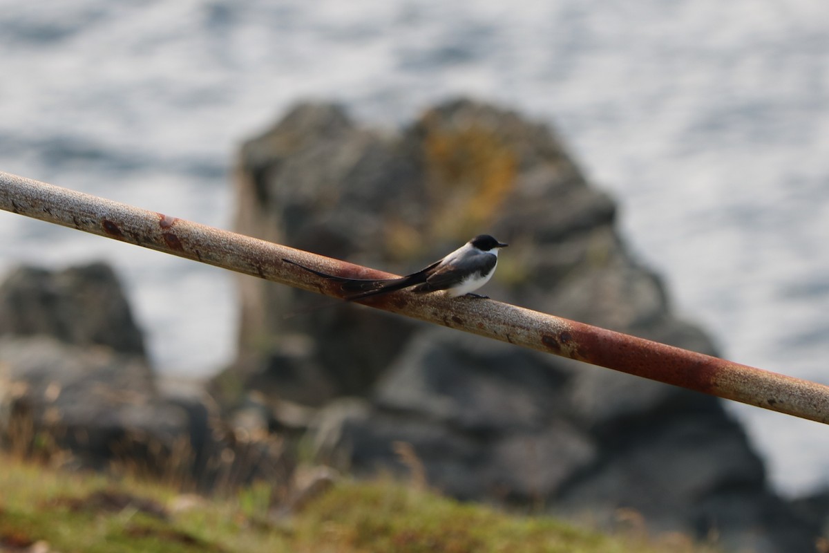 Fork-tailed Flycatcher - Fred & Colleen Wood