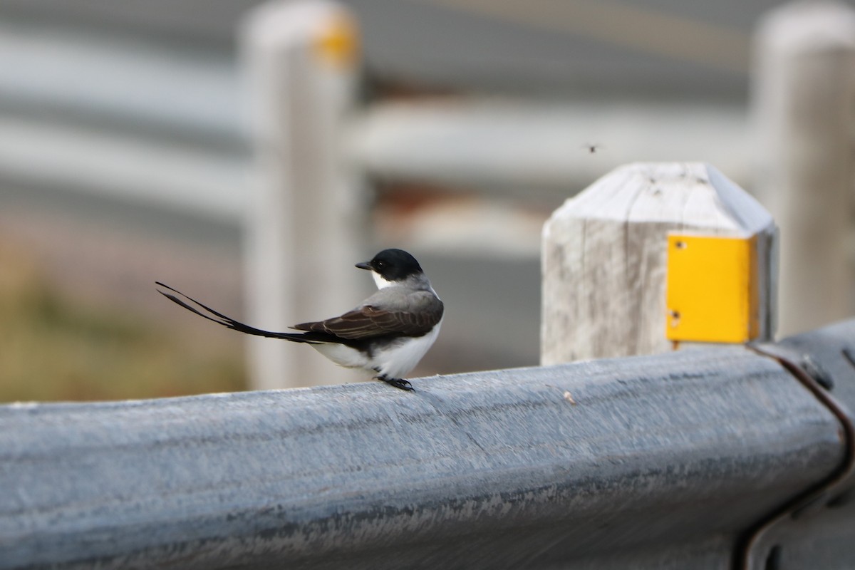 Fork-tailed Flycatcher - ML112055421