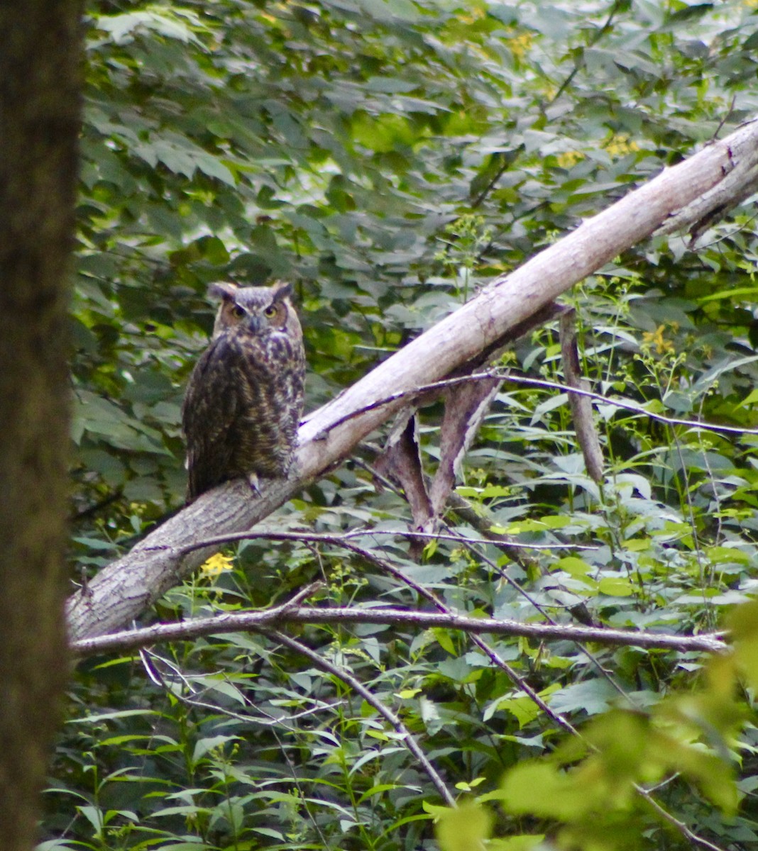 Great Horned Owl - Jennifer  Day