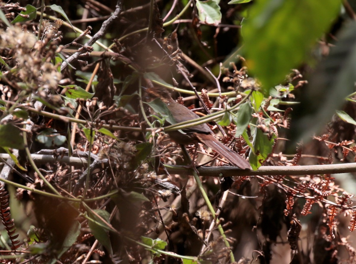 Buff-banded Bushbird - ML112057071