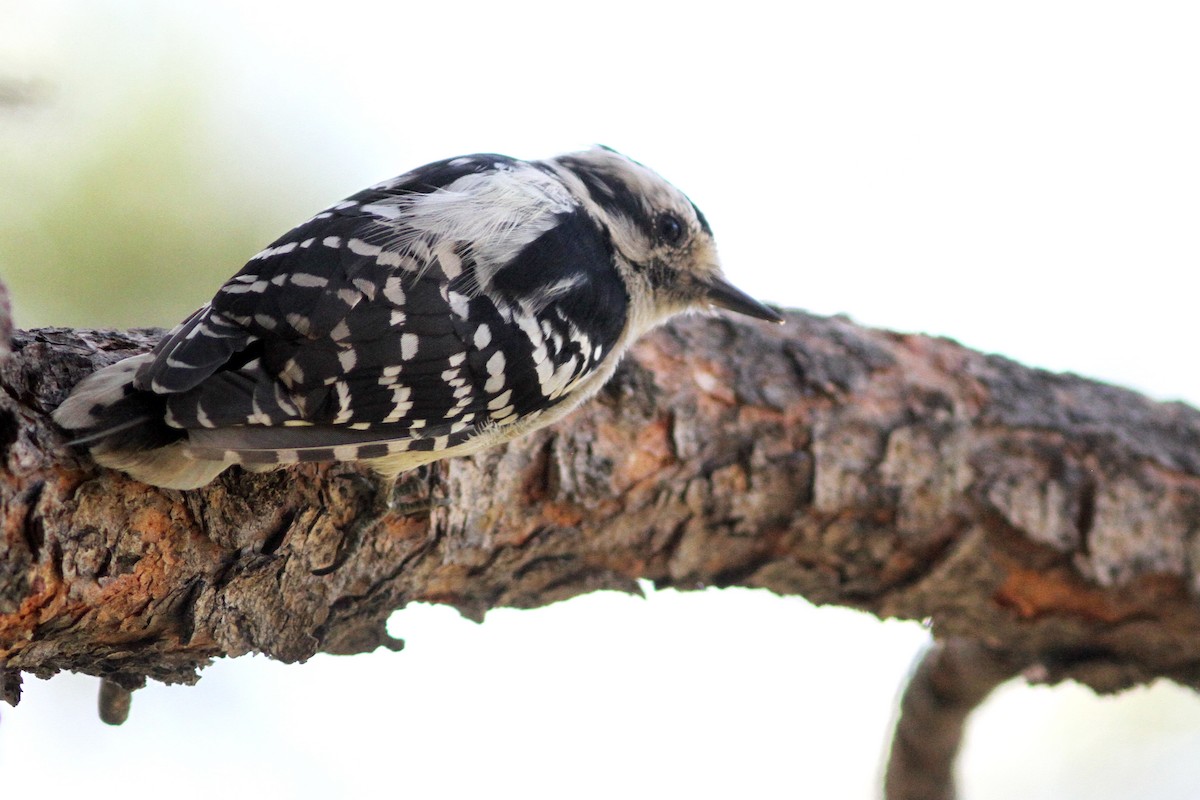 Downy Woodpecker - ML112057551