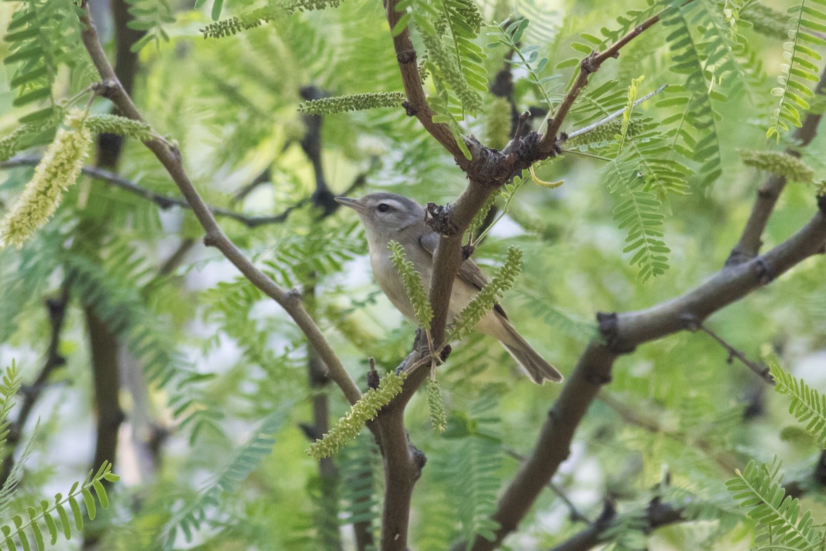 Warbling Vireo - ML112061591