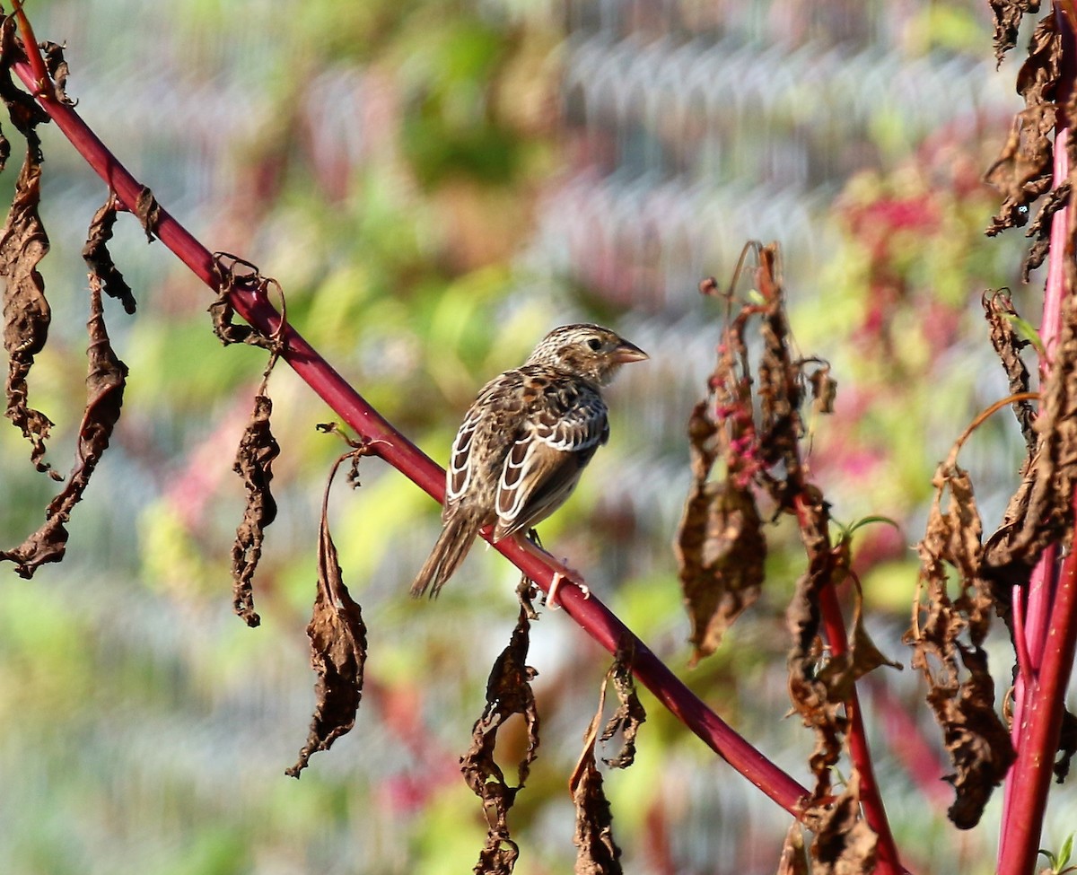 Grasshopper Sparrow - ML112062061