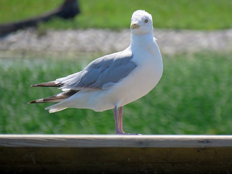 Herring Gull - Tracy The Birder