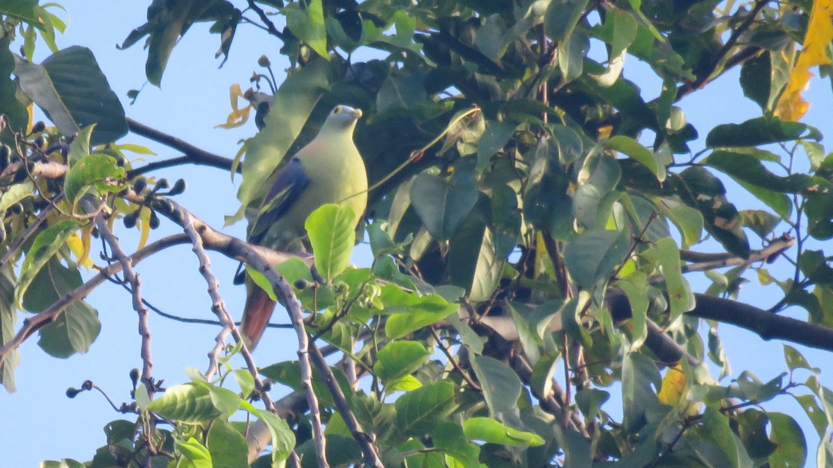 Gray-cheeked Green-Pigeon - ML112063491