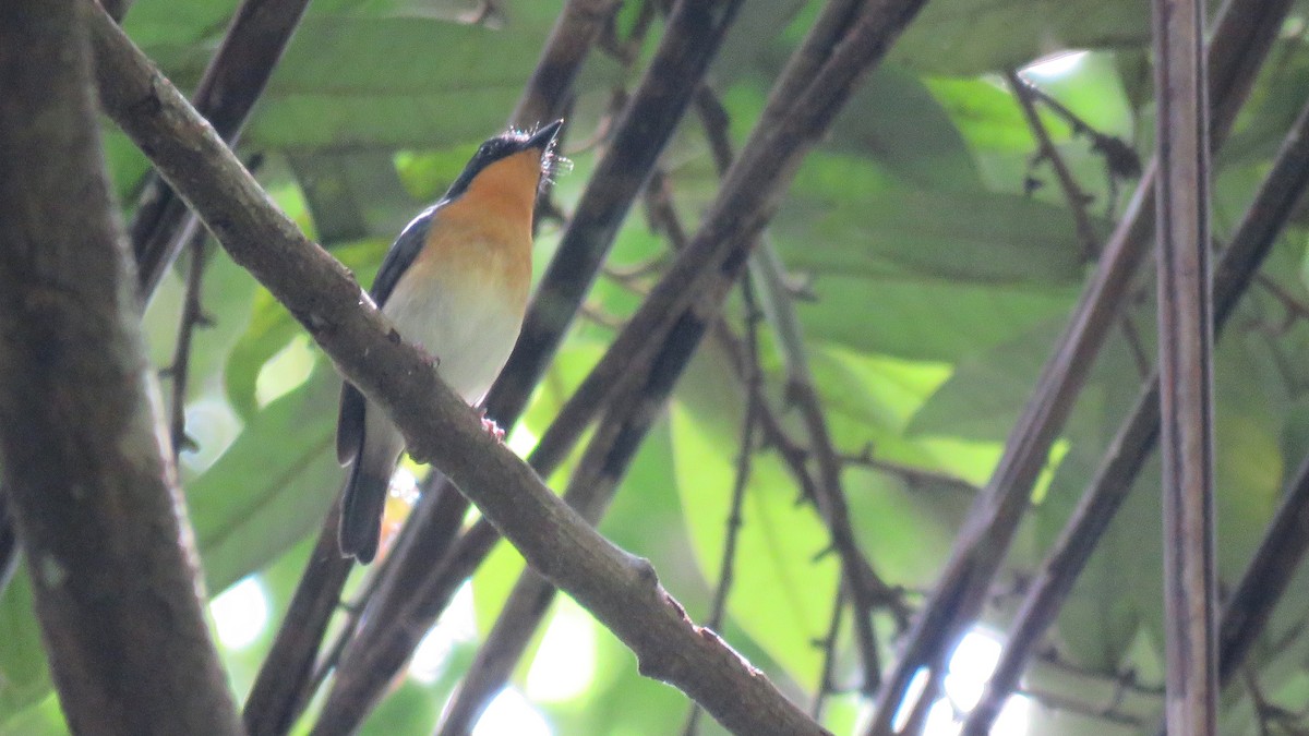 Rufous-throated Flycatcher - ML112063731